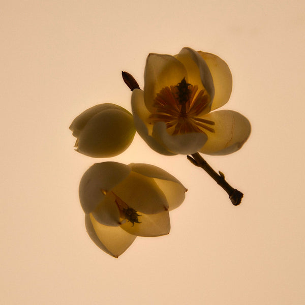 Abel-Green Cedar-Fragrance-5.Greencedar-Ingredient-2-The Detox Market | 