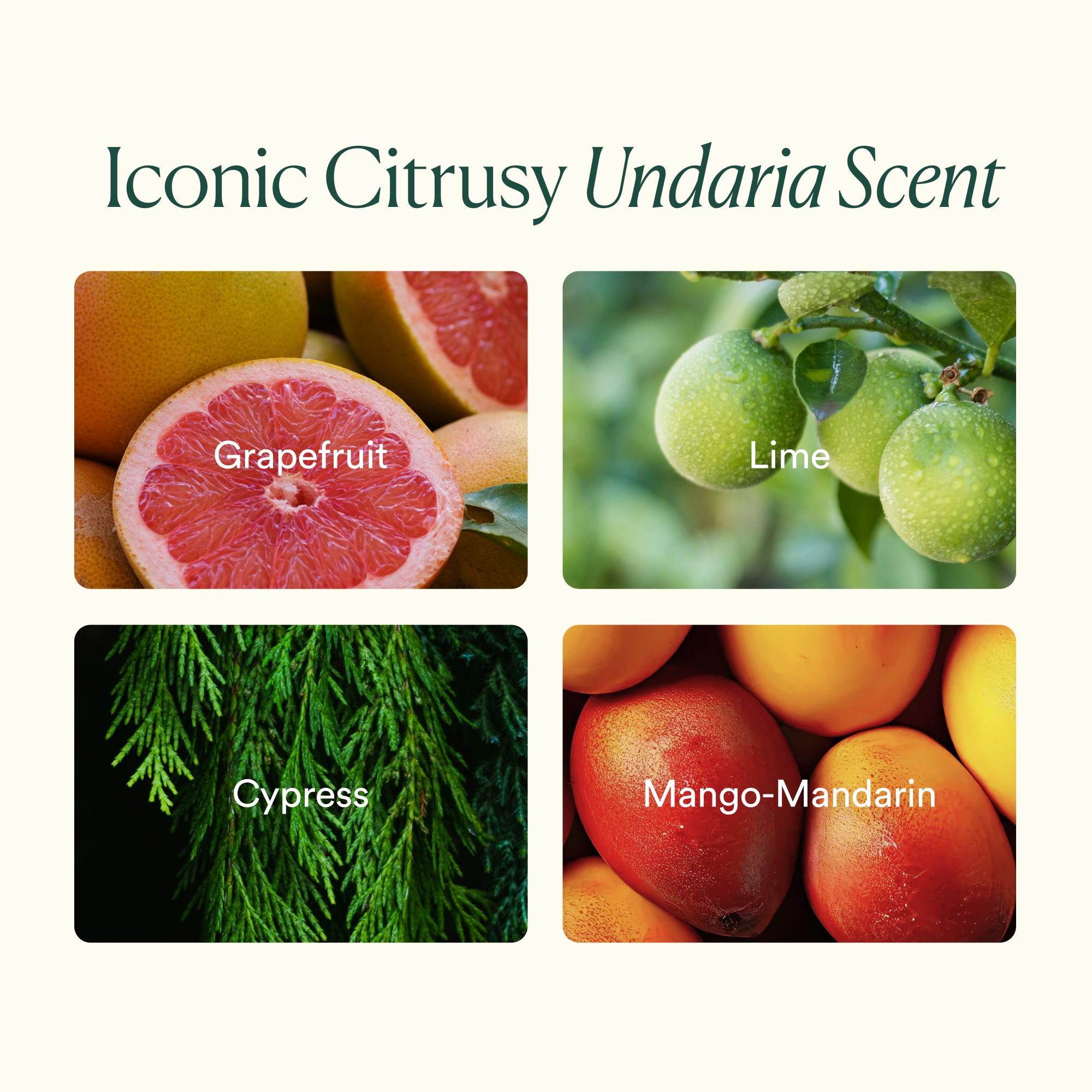 OSEA-Undaria Body Glow Trio-Body-675468103961_07-The Detox Market | 