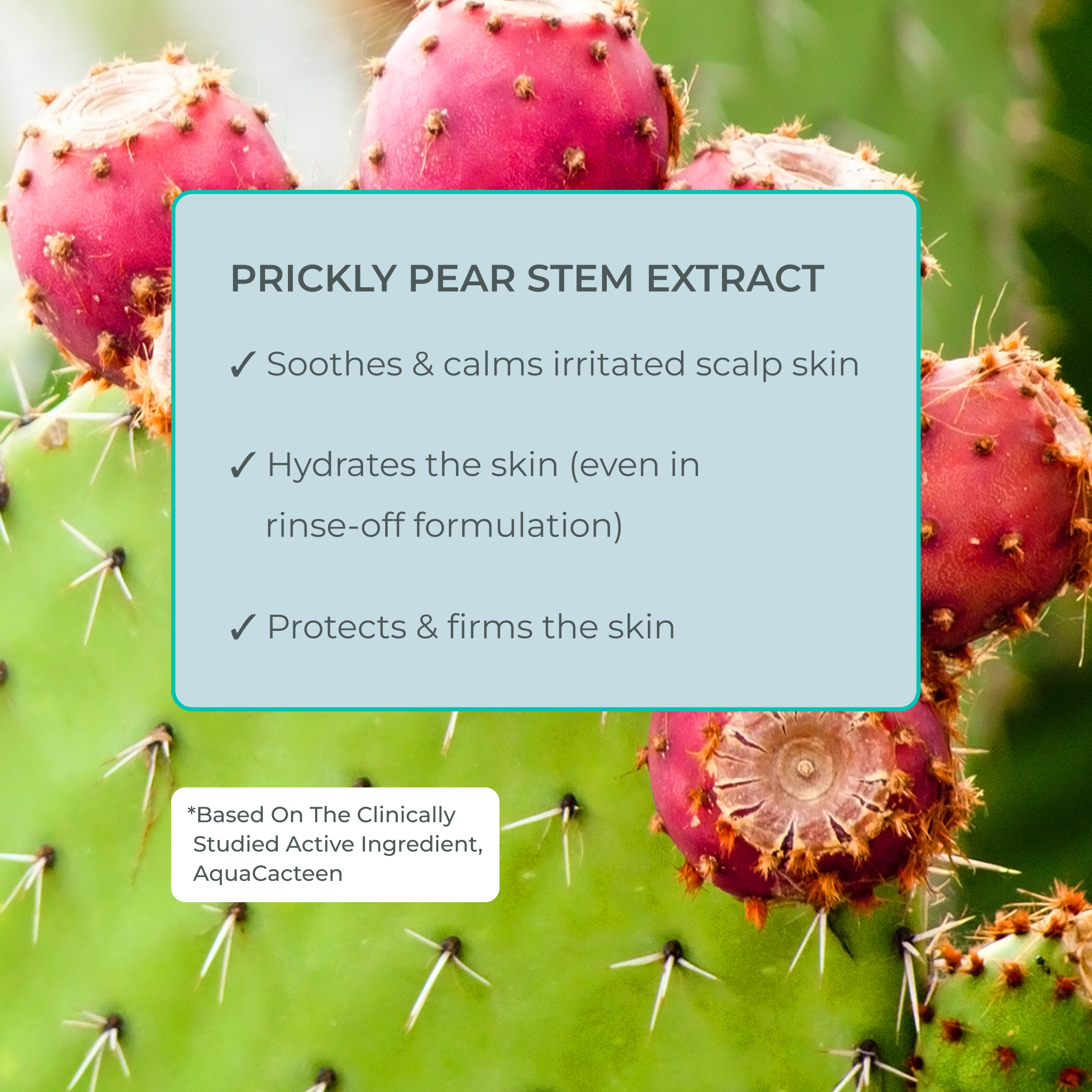 EVOLVh-Better Roots Growth Support Shampoo-Hair-EVOLVh_betterrootsgrowthsupportshampoo_ingredienthighlight_pricklypear-The Detox Market | 