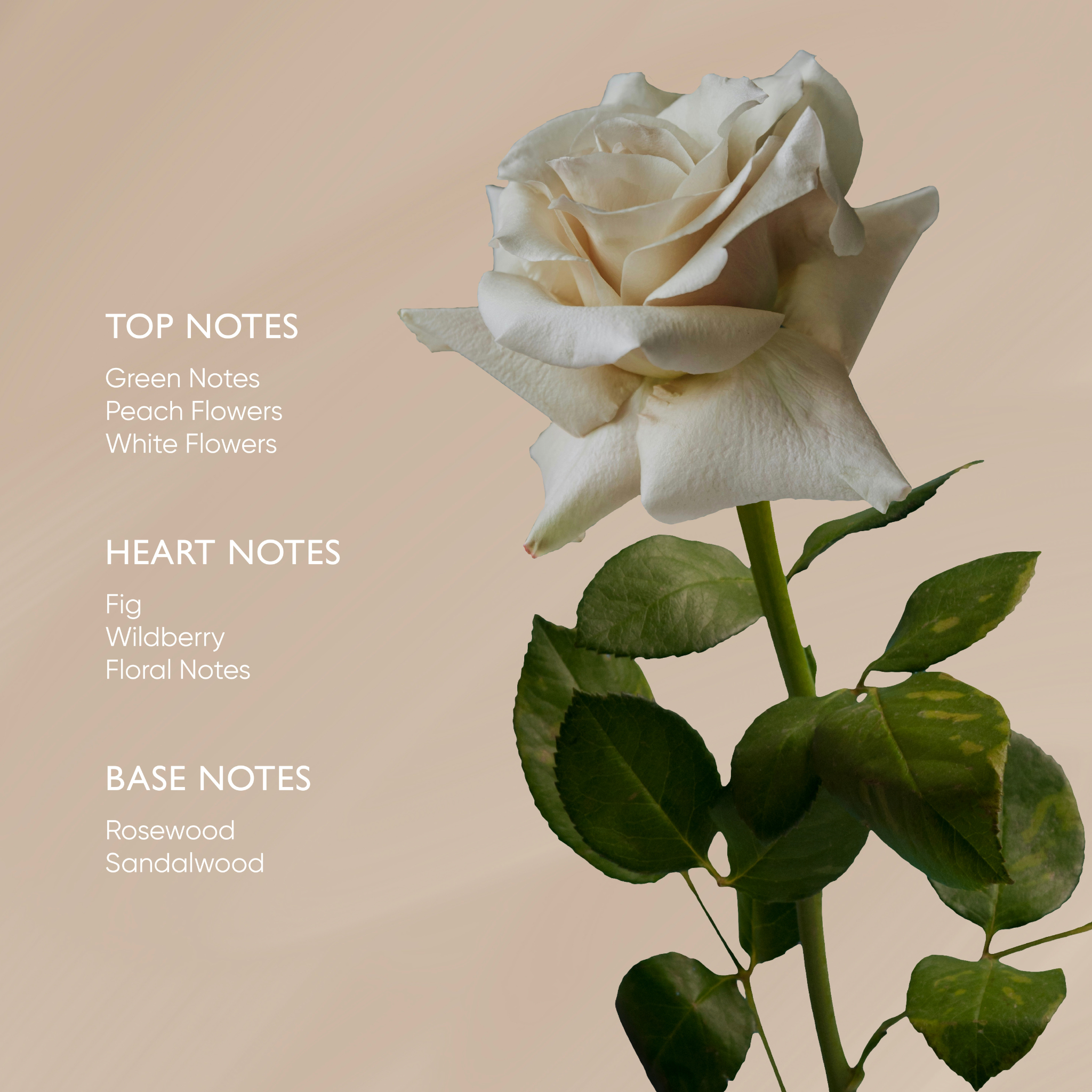 Irene Forte-Rose Body Oil With Ximenyic Acid-Body-IreneForteSkincareRoseBodyOil5-The Detox Market | 