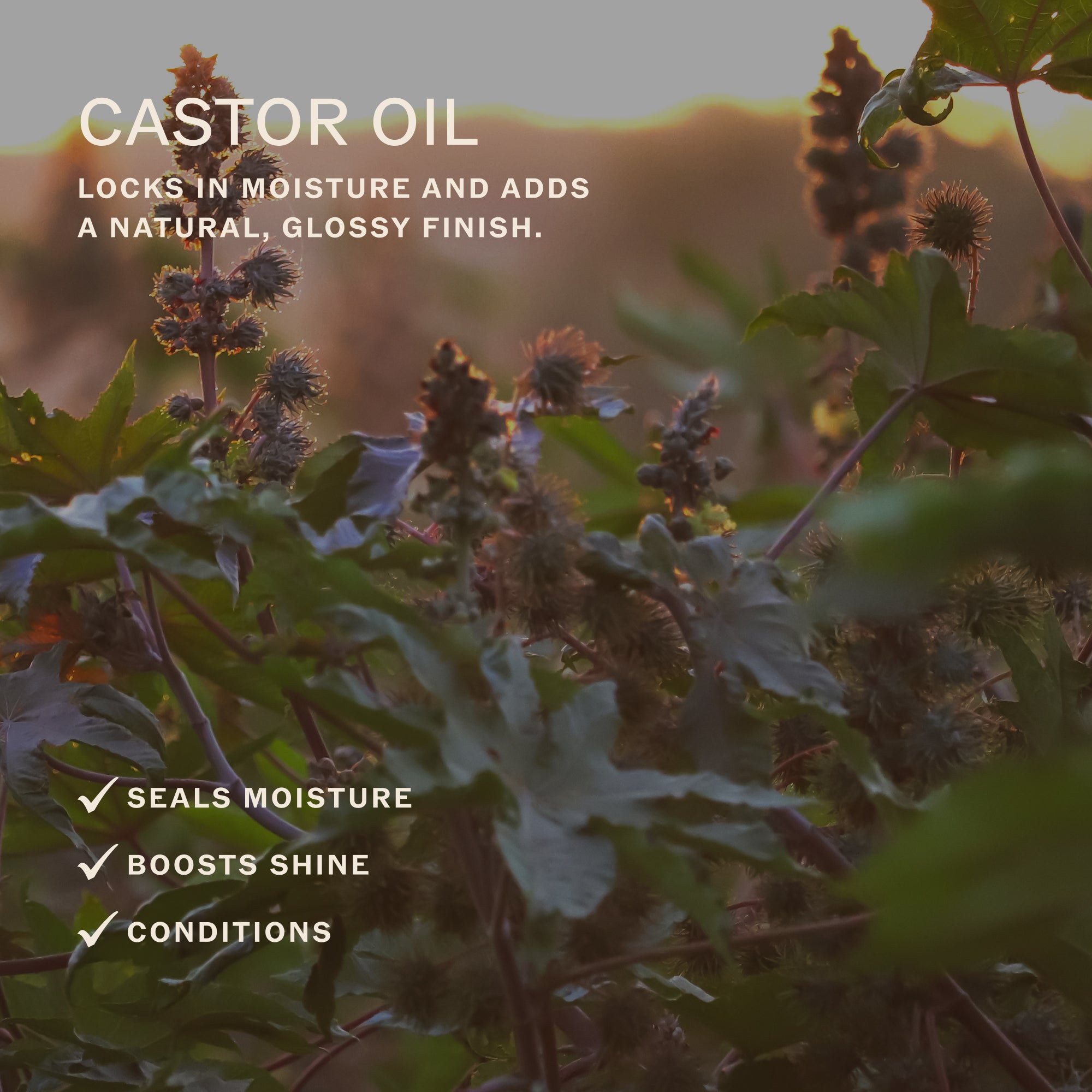 Sahajan-Lip Karma Vanilla-Skincare-LIPKARMA7_eb39a05c-cf5c-449e-bfe4-88dd1c26d627-The Detox Market | 