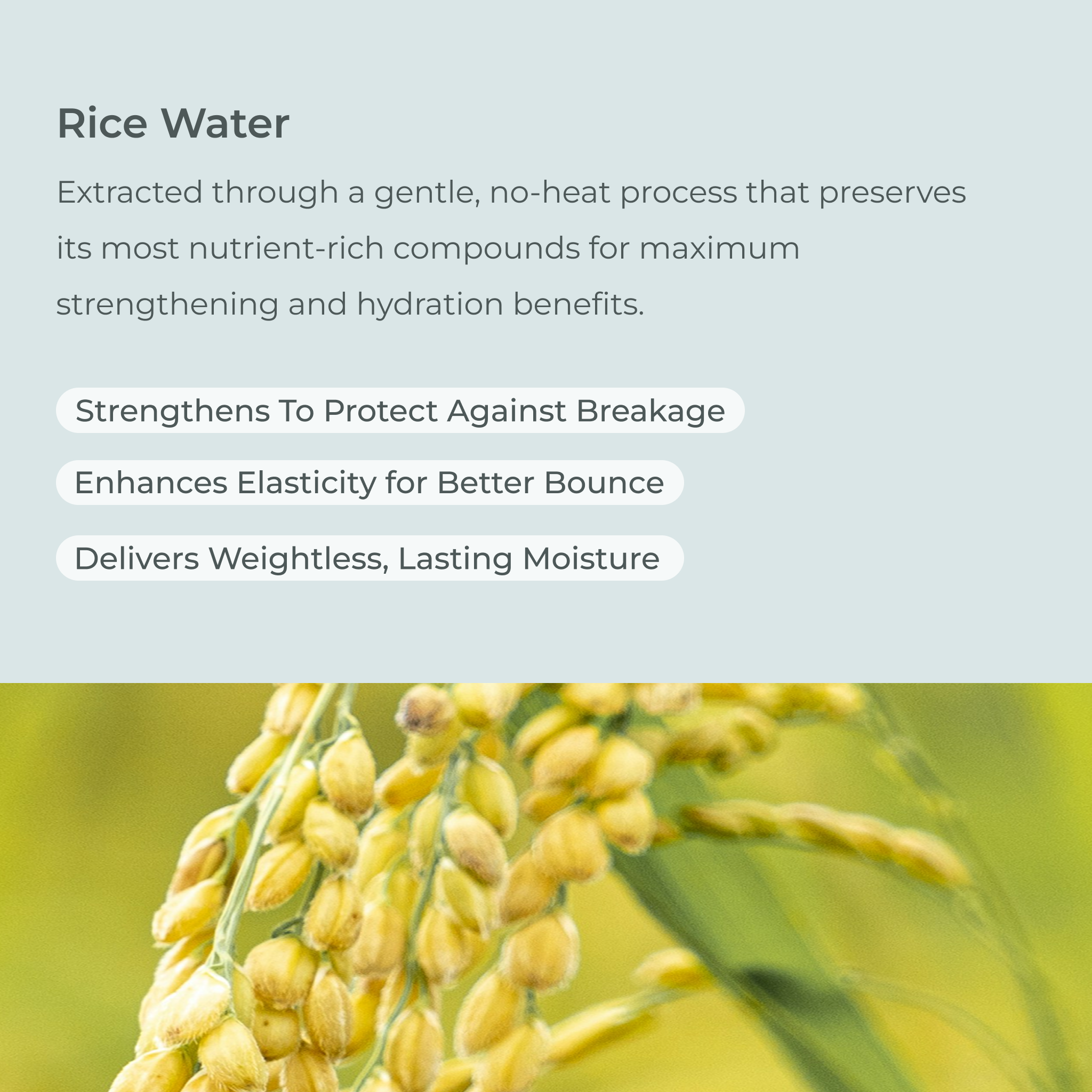 EVOLVh-UltraShine Moisture Conditioner-Hair-UltraShineConditionerRiceWater-The Detox Market | 